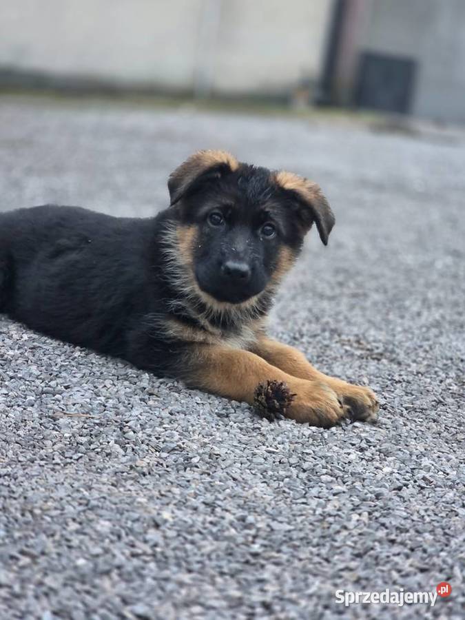 Owczarek niemiecki szczenieta FCI Wsola