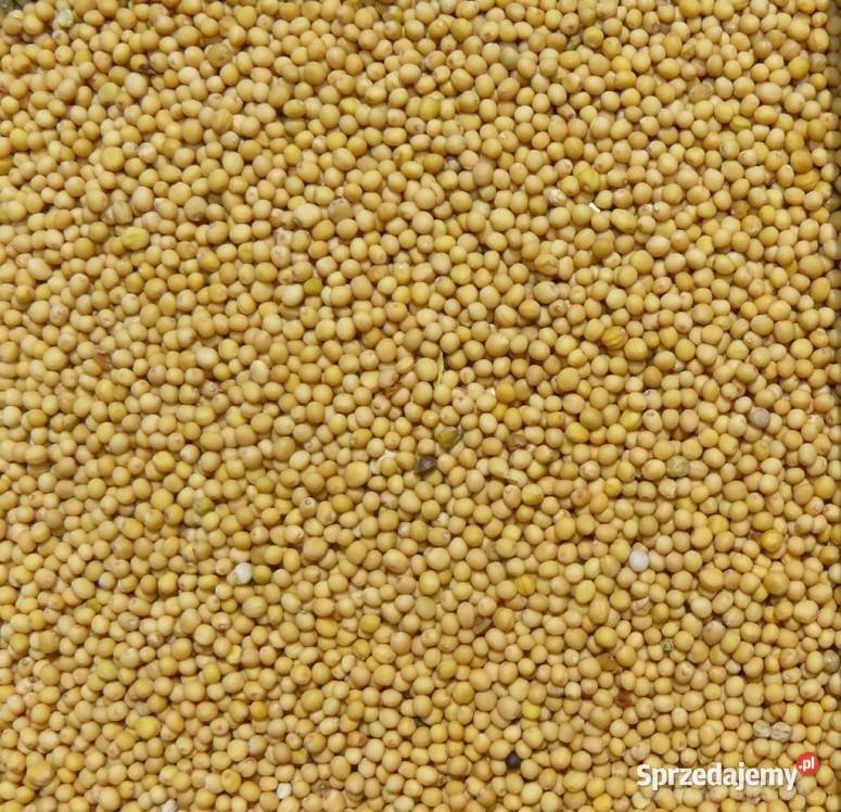 Gorczyca sprzedam Gorczycę sprzedam