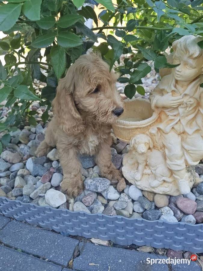 Cockapoo hybryda F1 Starogard Gdański