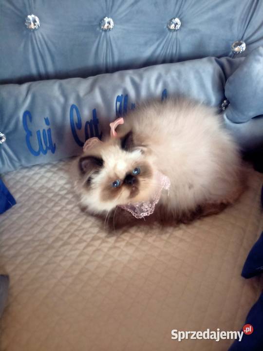 Dziewczynka himalajska rodowód fpl