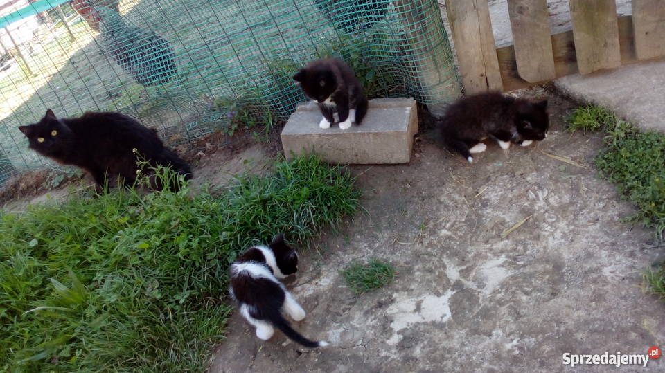 oddam małe kotki małą odpłatnością