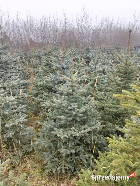 Świerk Srebrny hurt Iglaste mazowieckie Grójec