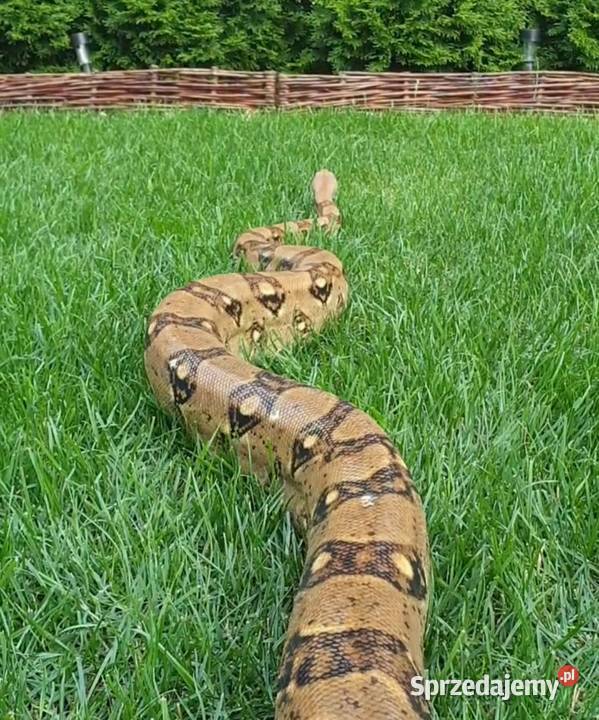 Boa constrictor boa dusiciel Wrocław sprzedam