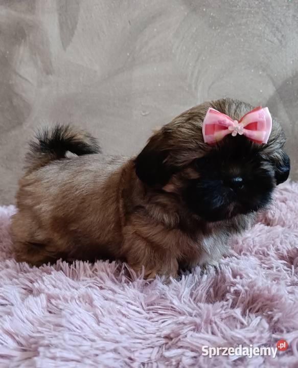 Śliczna maleńka sunia Shih Tzu w typie Legnica sprzedam