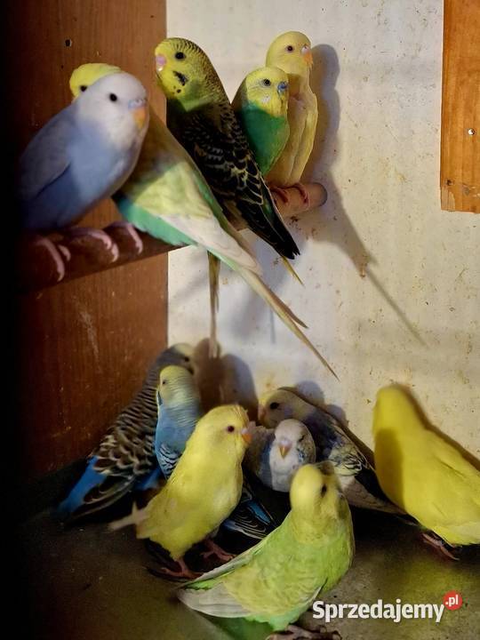 Piękne papuzki faliste i tęczowe