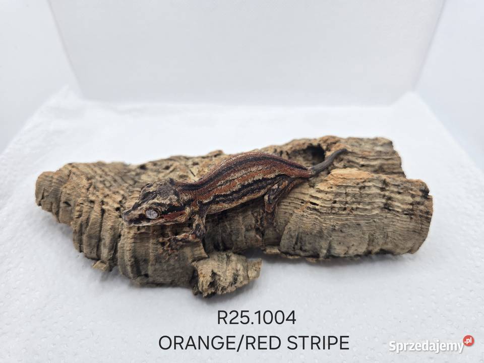 Gekony gargulcowe śląskie