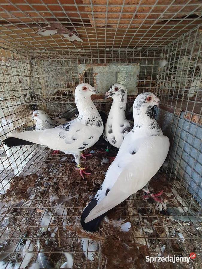 Tygrysy sprzedam Radomsko sprzedam