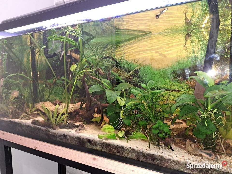 Akwarium 200l szczelne z wyposażeniem śląskie