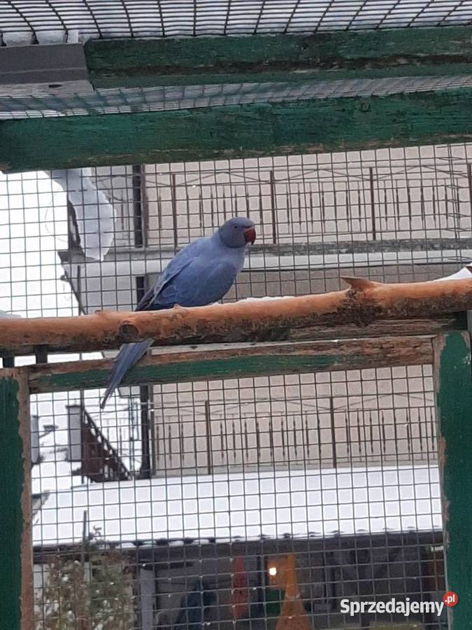 Aleksandretty obrożne różne mutacje Skała