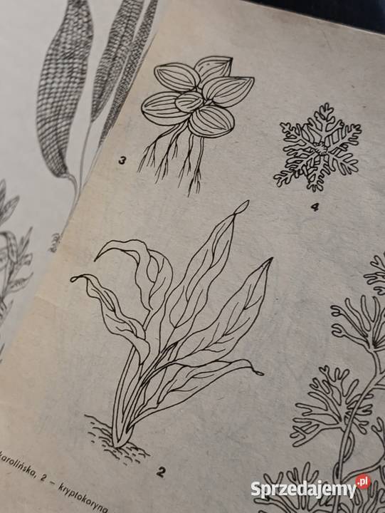 Akwarium i jego mieszkańcy autorstwa Mirosława Poznań