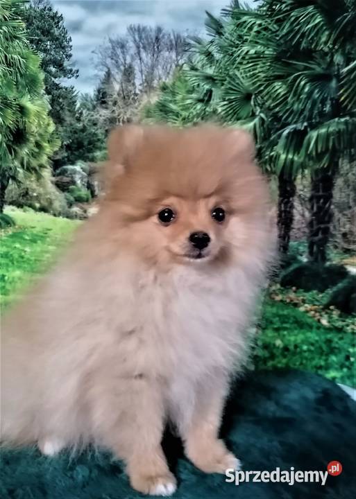 POMERANIAN szpic miniaturowy