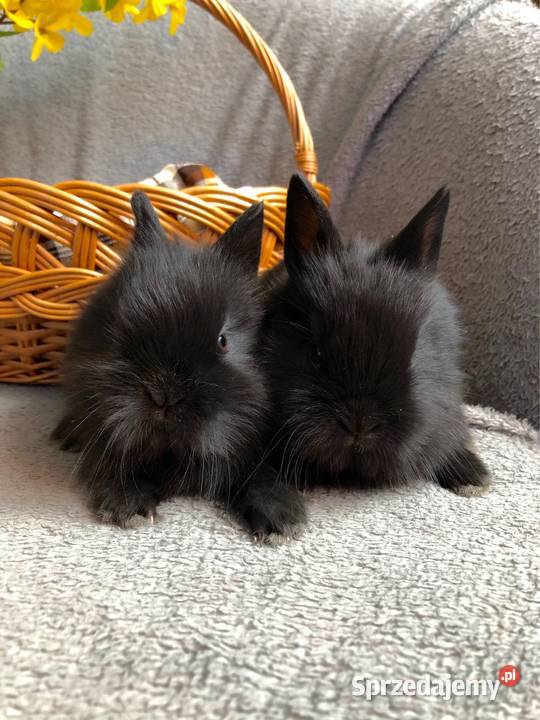 Króliki miniaturki teddy królik miniaturka Glinik Dolny