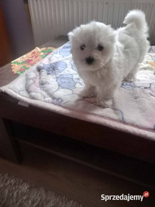 Maltańczyk Maltańczyki śliczny piesek podkarpackie Rzeszów