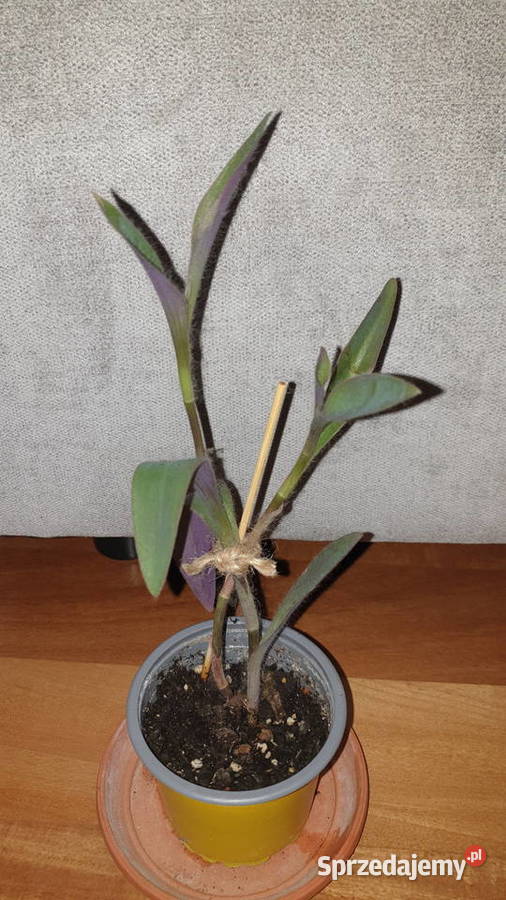 Setkrezja purpurowatrzykrotka wys 29 Warszawa