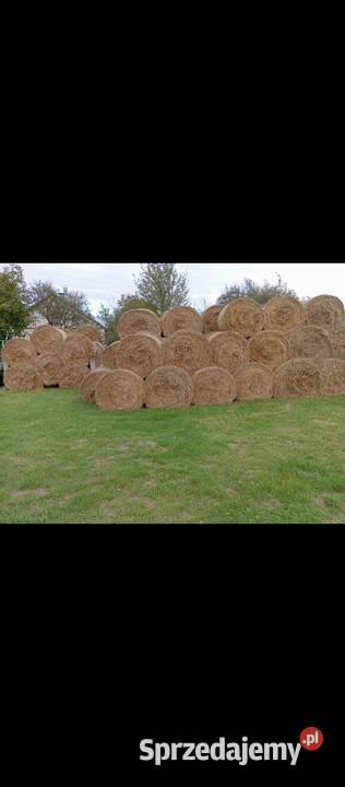 Sprzedam słomę w belach 120x120 Abramów