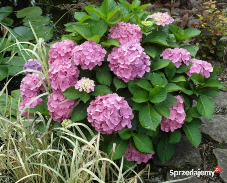 HORTENSJA BODENSEE sadzonki w doniczkach kujawsko-pomorskie Ustronie