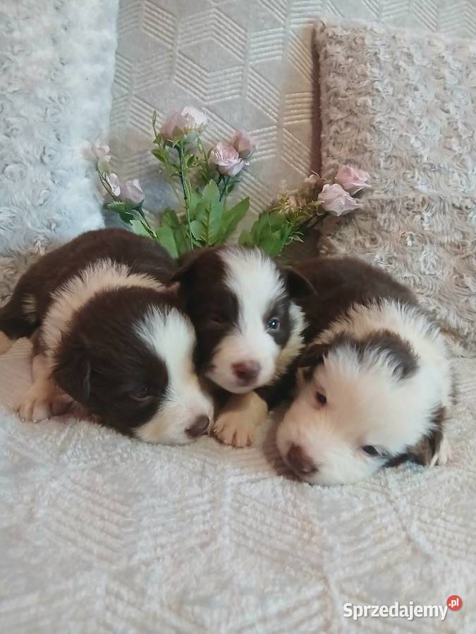 Border collie czekoladowo białe kujawsko-pomorskie Toruń