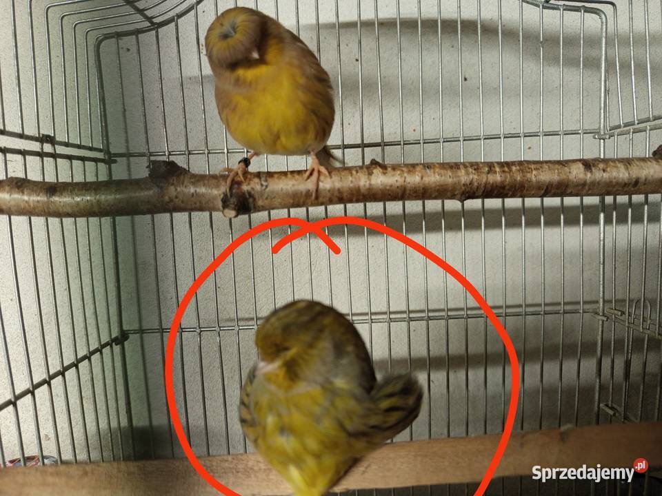 Sprzedam kanarka glostera Bogacka Szklarnia