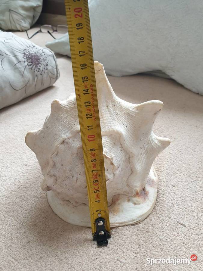 Muszla morska duża Gdańsk sprzedam