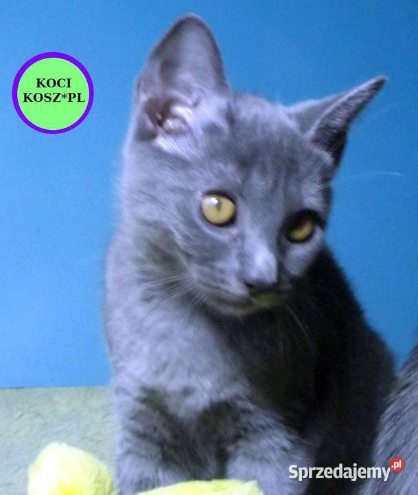 Koty KartuskieChartreux amatorska hodowla KOCI Pozostałe Warszawa