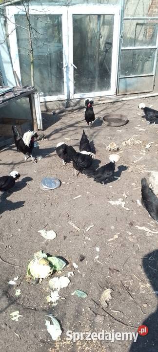 Sprzedam jaja lęgowe białoczubów holenderskich mazowieckie