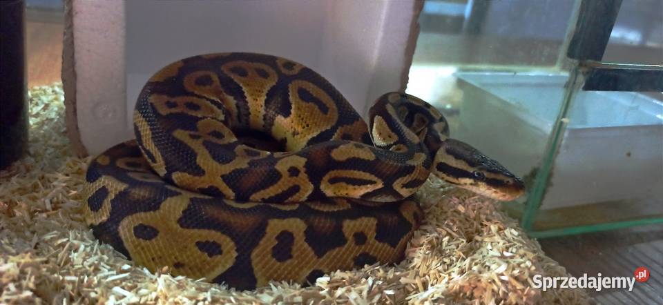 pytona królewskiego Kraków sprzedam