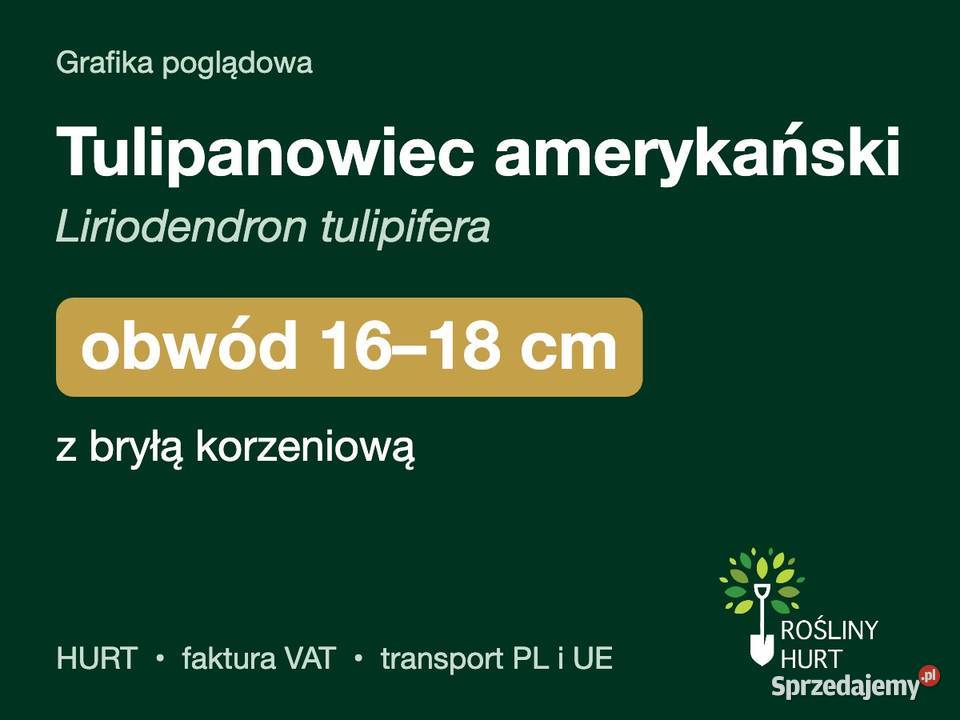 Tulipanowiec amerykański obwód 1618 z bryłą HURT