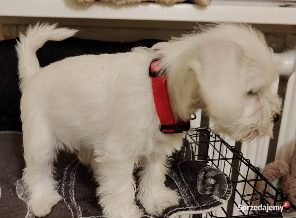 Sznaucer miniaturowy biały szczeniąta FCI Sznaucer podlaskie Białystok