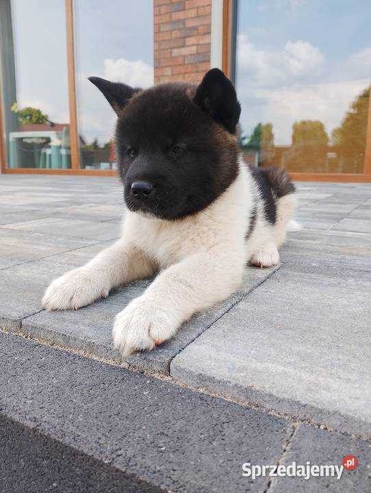Szczeniaki Akita Amerykańska Akita wielkopolskie Śmigiel
