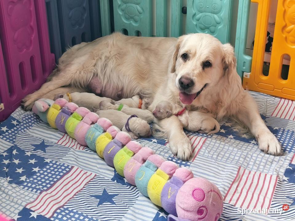 Sprzedam szczenięta golden retriever ZkwPFCI Toruń
