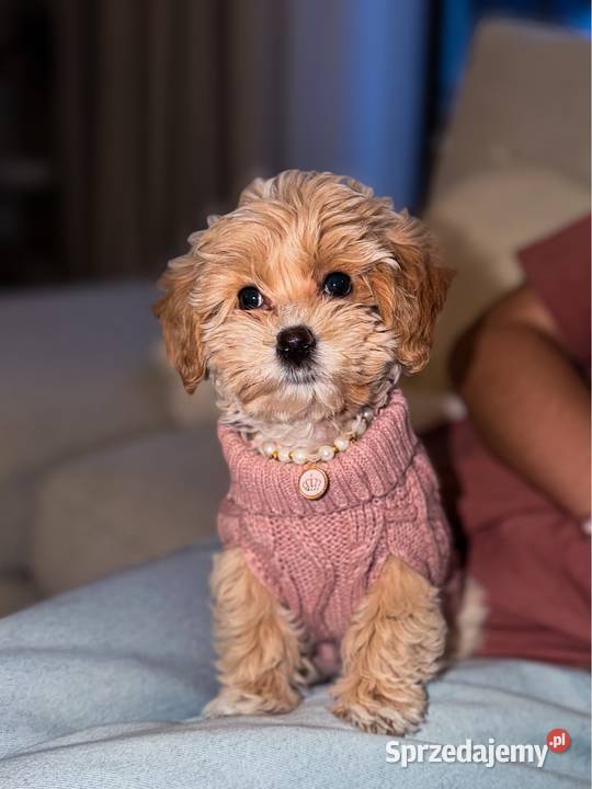 Suczka Maltipoo