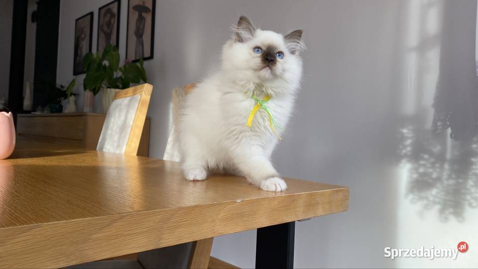 Kotki ragdoll gotowe do odbioru Grodzisk Mazowiecki