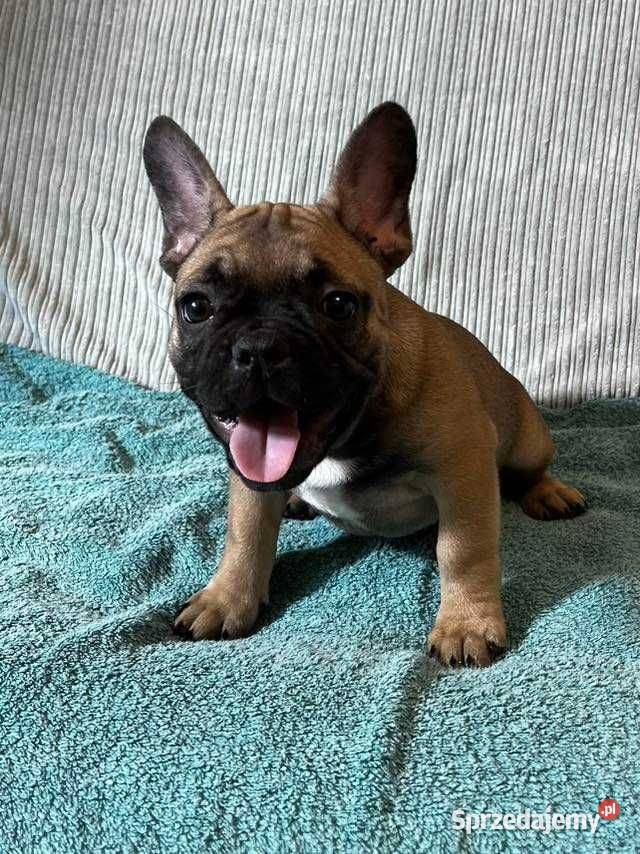 Buldog francuski kujawsko-pomorskie Toruń