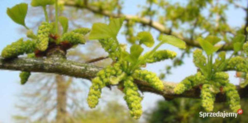 MIŁORZĄB CHIŃSKI Ginkgo biloba NASIONA 6 sztuk Nasiona kujawsko-pomorskie