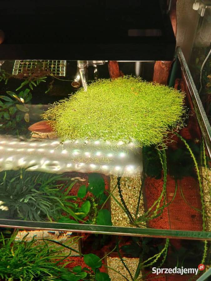 Wgłębka wodna do akwarium małopolskie Kamienica sprzedam