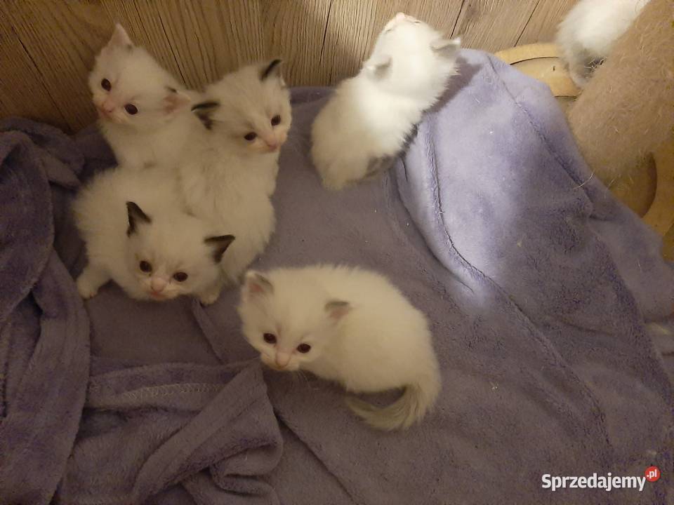 Ragdoll puchate kociaki