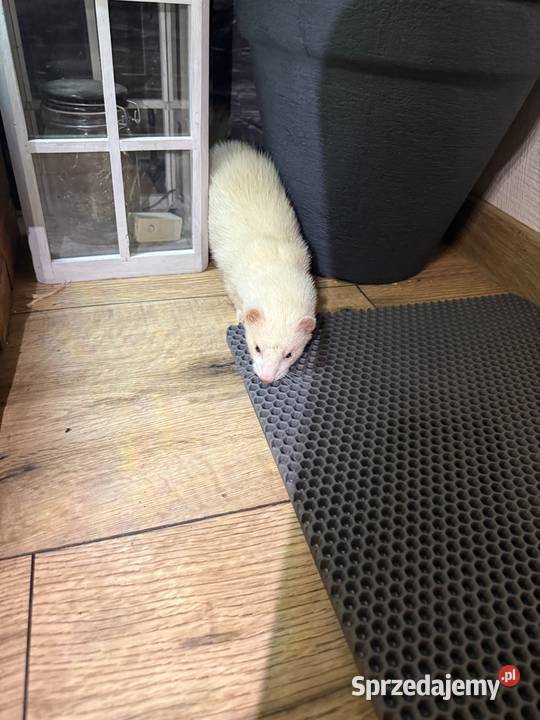 Fretka samiczka albino