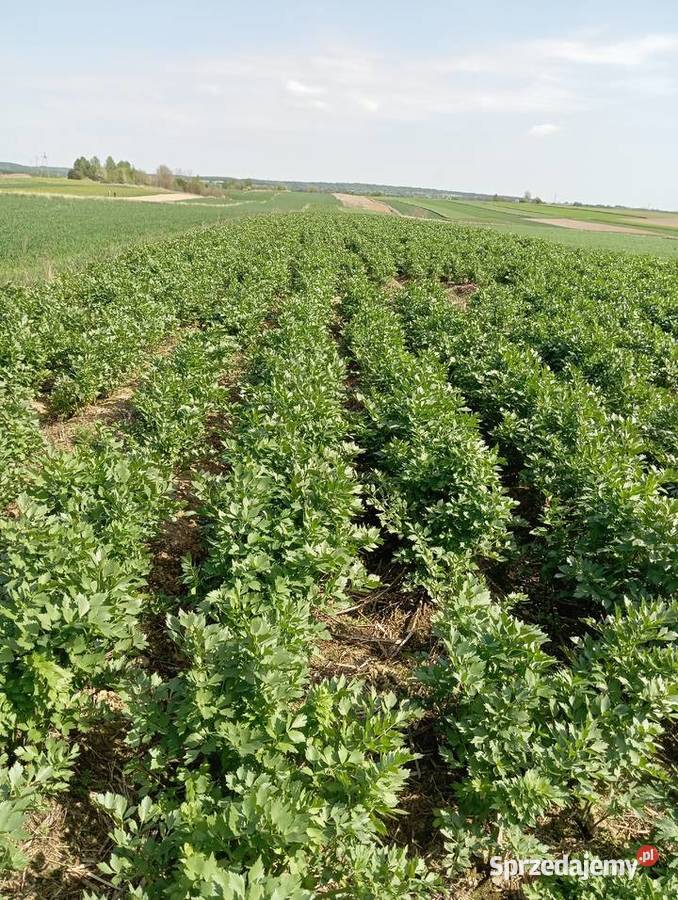 nasiona lubczyk 2025 Krasnystaw