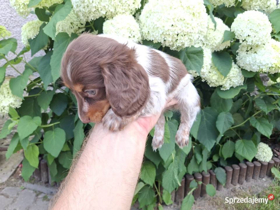 Jamnik długowłosy Piebald Brindle Choco