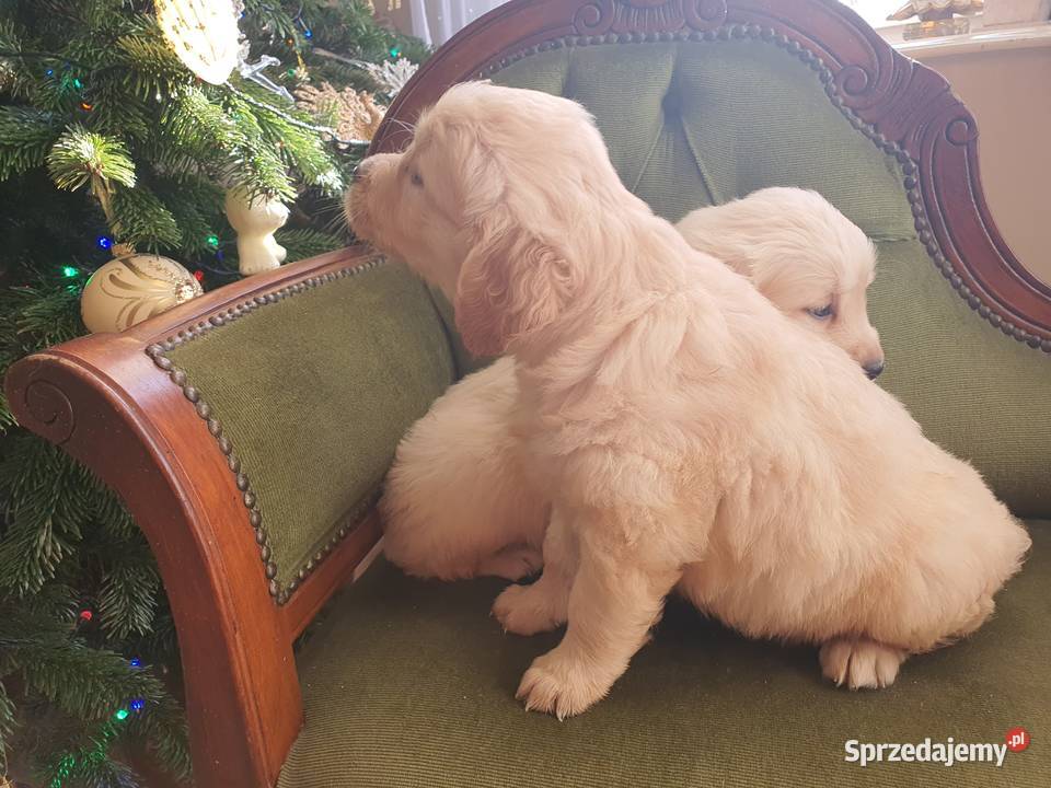 Golden Retriever śliczne szczeniaki Champion Psy Radomsko