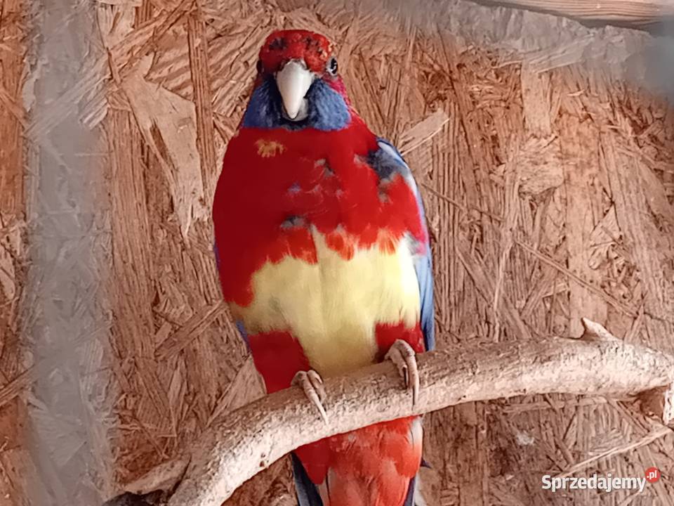 Rozelke królewskie para legowa Przeworsk