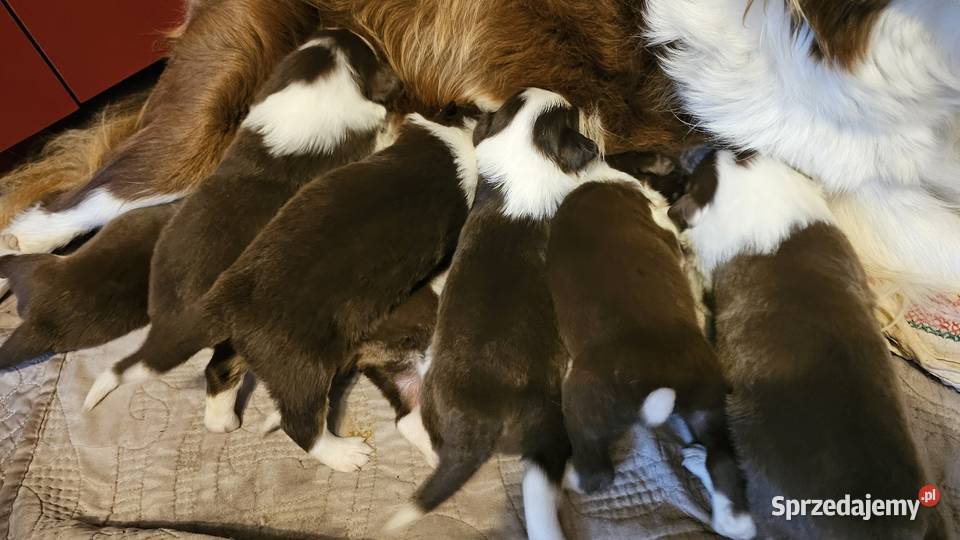 Border collie szczenięta z rodowodem gotowe do sprzedam