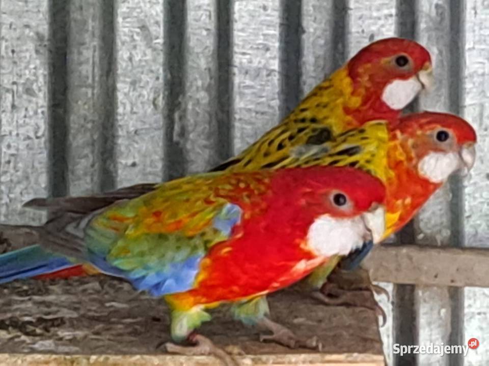 Samca cynamon na niebieski rozelli białolicej Rudawa