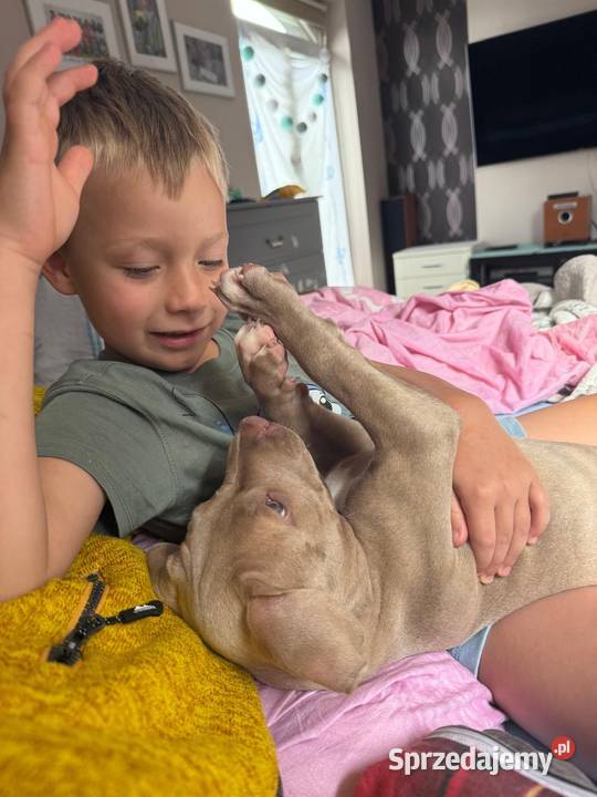 Geisha American pit bull Terrier opolskie Opole sprzedam