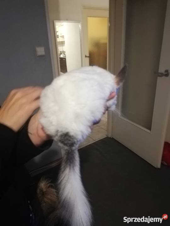 Szynszyl biały samiec Zwierzęta Tarnowskie Góry