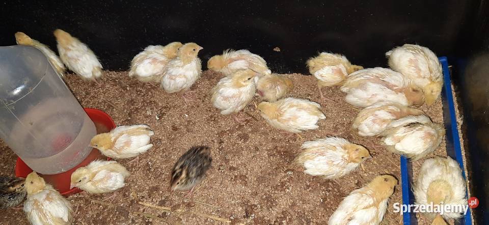 przepiórki texas Kalisz