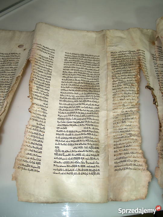 Dziewiętnastowieczna tora na pergaminie małopolskie Tarnów