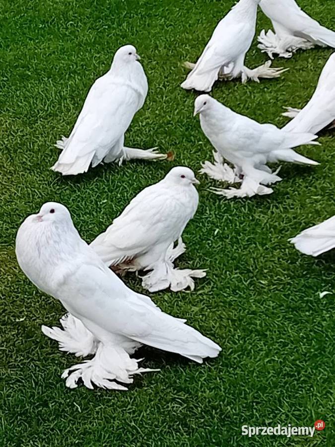 Garłacze pomorskie białe I ńiebieskie Siedlce