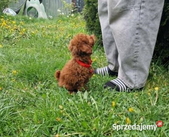 PudelPudelek Red ToyMiniaturka pieseksuczka Częstochowa