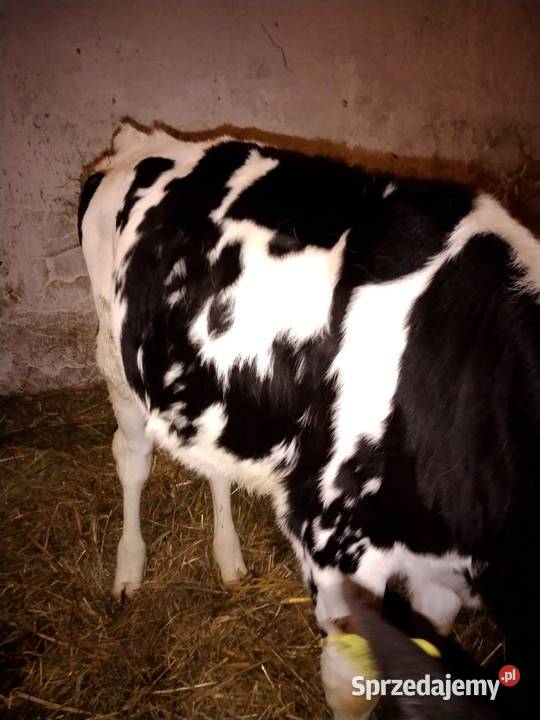 Sprzedam jaóweczke biało czarna Starachowice